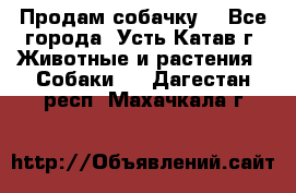Продам собачку  - Все города, Усть-Катав г. Животные и растения » Собаки   . Дагестан респ.,Махачкала г.